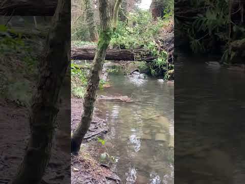 Morning walk in Tredegar  house by the river