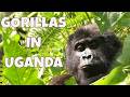 Unforgettable Gorilla Habituation In The Jungle Of Uganda 