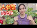 (54)如何种植人参菜🥬🥬🥬？要注意些什么❌(talinum triangulate)