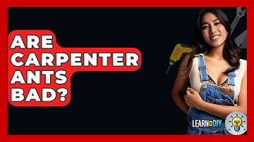 Are Carpenter Ants Bad? - LearnToDIY360.com
