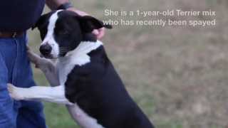 Reflector Pet Of The Week Angel