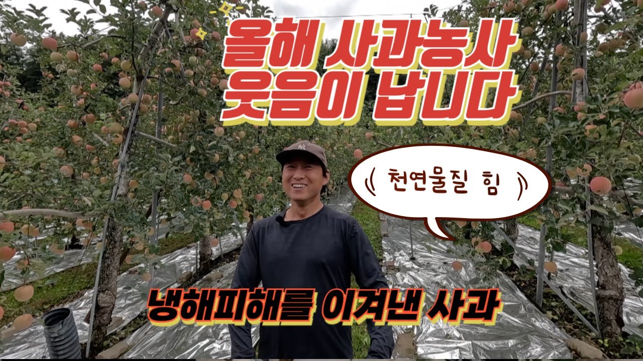 올해 냉해 피해를 받았지만 정상적인 수확을 하는 사과 그리고 노동력 절감 나무 수형을 소개합니다