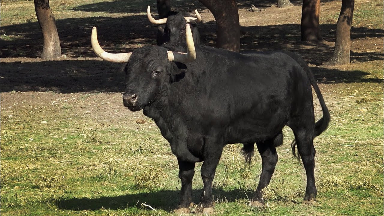Los Toros Bravos que vi en Valdefresno la última vez que fui