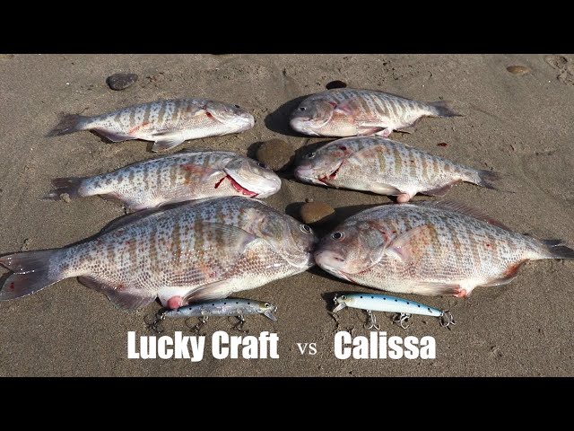 Lucky Craft vs Calissa 110 - Which Lure is Better? 