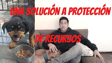 ¿Cómo saber si su perro le protegerá?