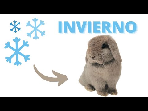 Video: Cómo mantener a los conejos fuera del jardín