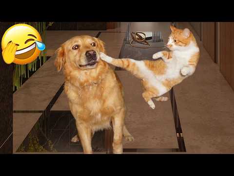 😊 𝐂𝐮𝐭𝐞𝐬𝐭 𝐚𝐧𝐝 𝐅𝐮𝐧𝐧𝐢𝐞𝐬𝐭 𝐂𝐚𝐭𝐬 & 𝐃𝐨𝐠𝐬 𝟐𝟎𝟐𝟔 😸 𝐕𝐢𝐫𝐚𝐥 𝐂𝐥𝐢𝐩𝐬 | 𝐕𝐢𝐫𝐚𝐥𝐇𝐨𝐠 🐶 🤣