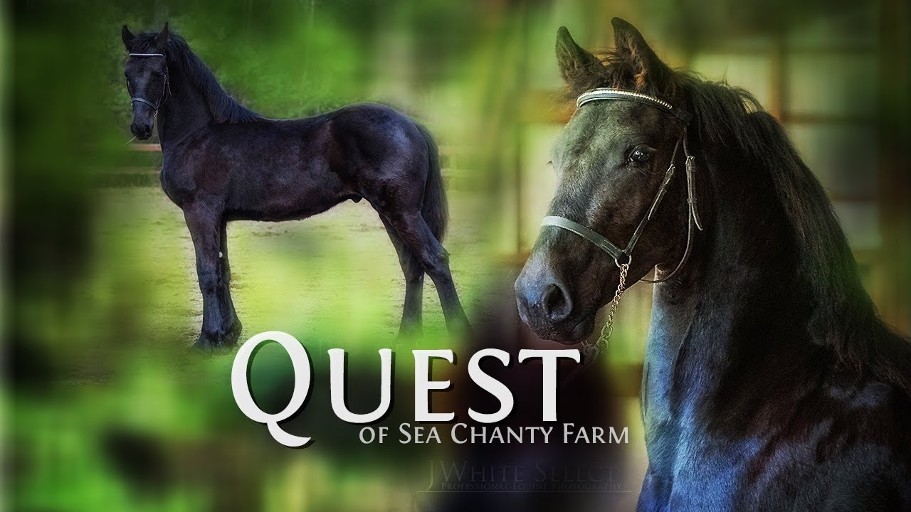 Quest of Sea Chanty Farm [Thorben 466 Friesian Colt]