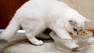 Смелые, смешные котята 🐱🐱 Лили и Лаврик не боятся воды! 🌊💦🌊