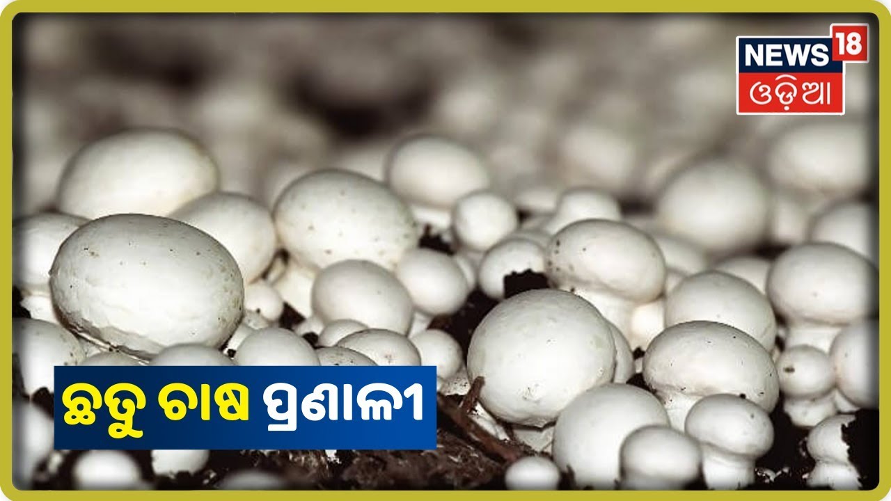 Annadata |   ପାଳ ଓ ଧିଙ୍ଗିରି ଛତୁ ଚାଷ ପ୍ରଣାଳୀ | News18 Odia | 19/09/2019
