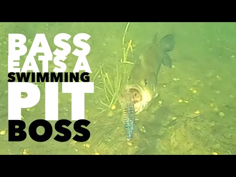 Bass Eats A