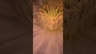 #shorts #video #beautiful