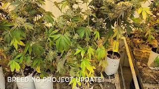 Breeding Room update, 05/03/2023 | Smokey Okies Cannabis genetics