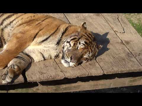 Vidéo: De Quoi Les Zoos Sont Silencieux: Les Parias Malheureux Des Tigres Blancs - Vue Alternative
