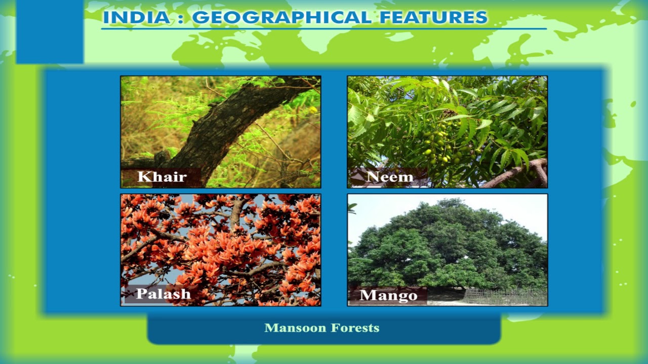 types of natural vegetation