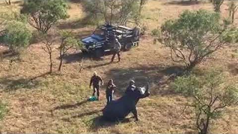 White Rhino Microchipping, DNA Sampling And Ear Notching