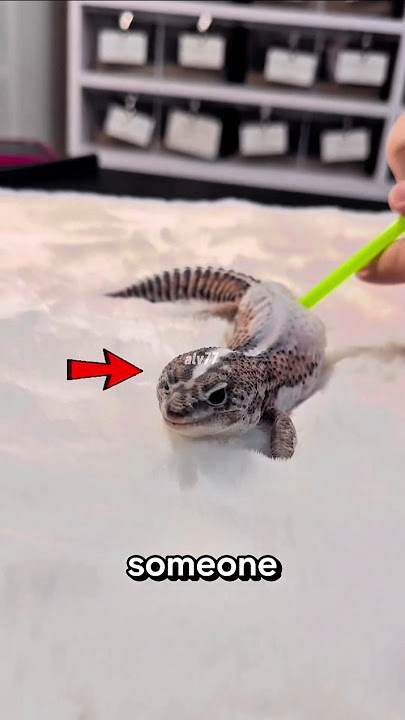 Why Is This Lizard Being Blown On? 😳