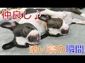【仲良しすぎる】眠い犬2匹が寄り添って寝るまでが癒しでした（フレンチブルドッグ・ボストンテリア）