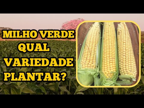 Vídeo: Quais são os melhores tipos de milho: um guia para diferentes variedades de milho