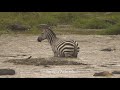 migration- Crocodile taking zebra calf- Masai Mara Aug 2019.