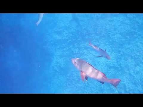 meow mix Grey Reef Shark great barrier reef