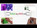 Growing a Group of Autoflower Plants (Part 1)
