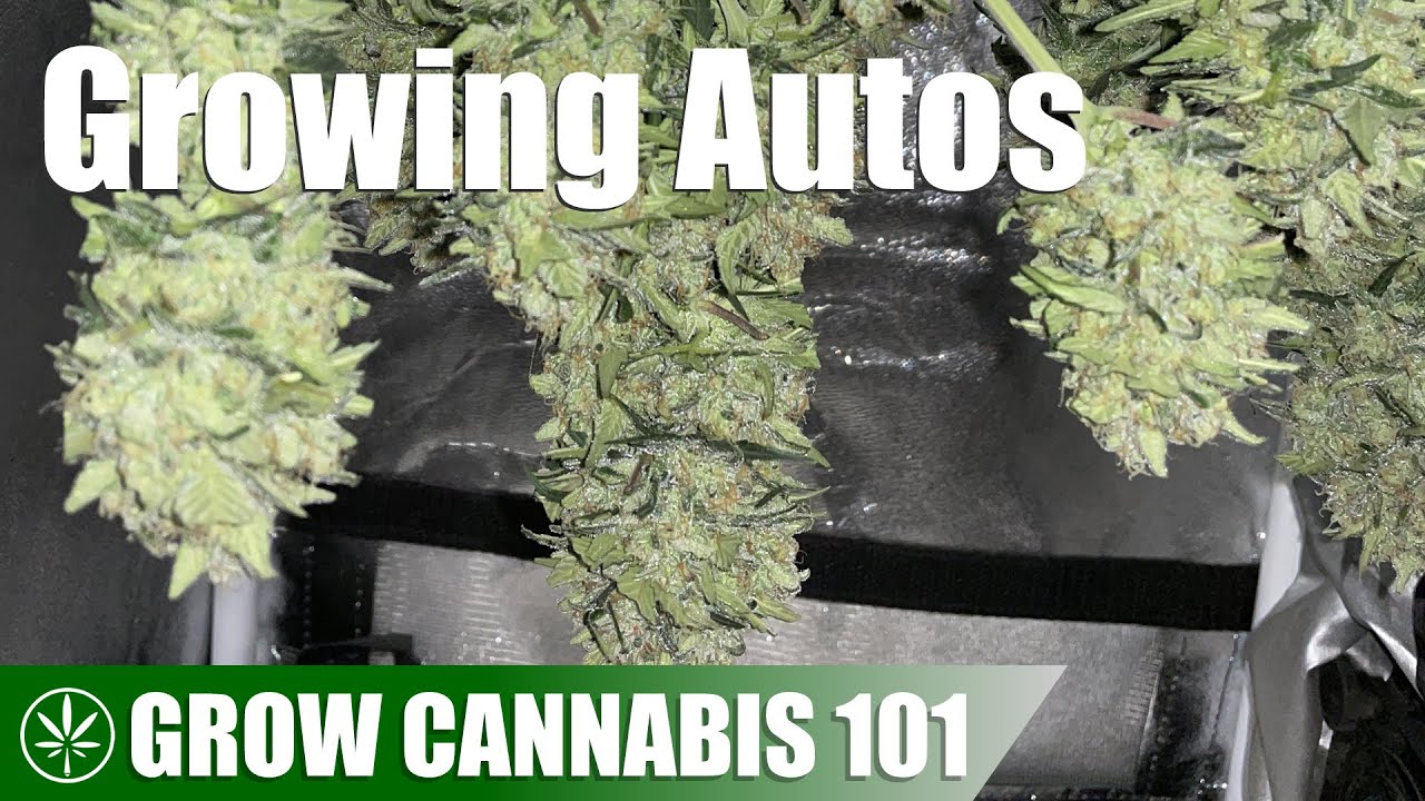 Выращивание группы автоцветущих растений (Часть 1)