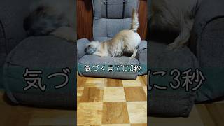 ハリー。気付かなかった、、？#可愛い犬 #ケアーンテリア #cairnterrier#shorts