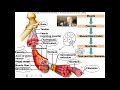 Introduction to the muscular system video 1