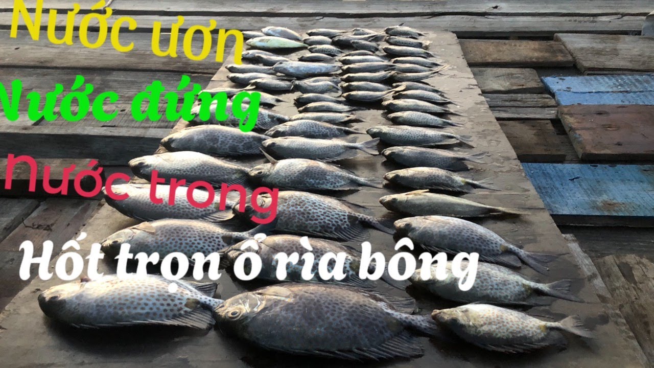 Câu cá -rìa bông-ngày nước kém ,nước trong, nước đứng, thành quả hơn cả ...