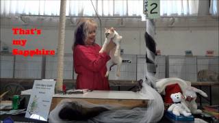 Sapphire the  Snow Bengal cat by Julie Stanton 248 views 12 years ago 23 seconds