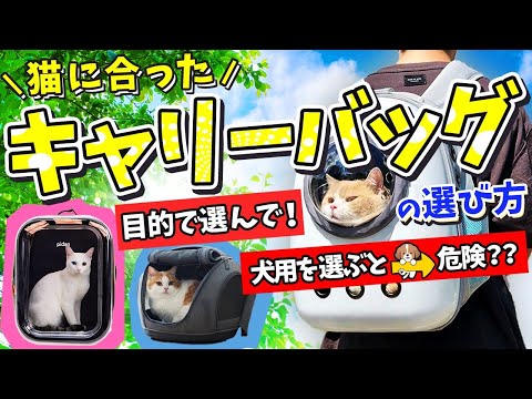 猫のキャリー嫌いを克服！簡単に慣らすコツと選び方