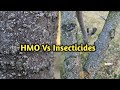 Hmo vs insecticides  sanjose scale  european red mites  when to spray  temperate farming