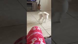 Dog chasing his tail 🤣 #dog #puppy #funny #viral Profile