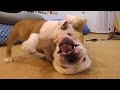 【必見！】闘犬ブルドッグ同士のじゃれあいはエグい！