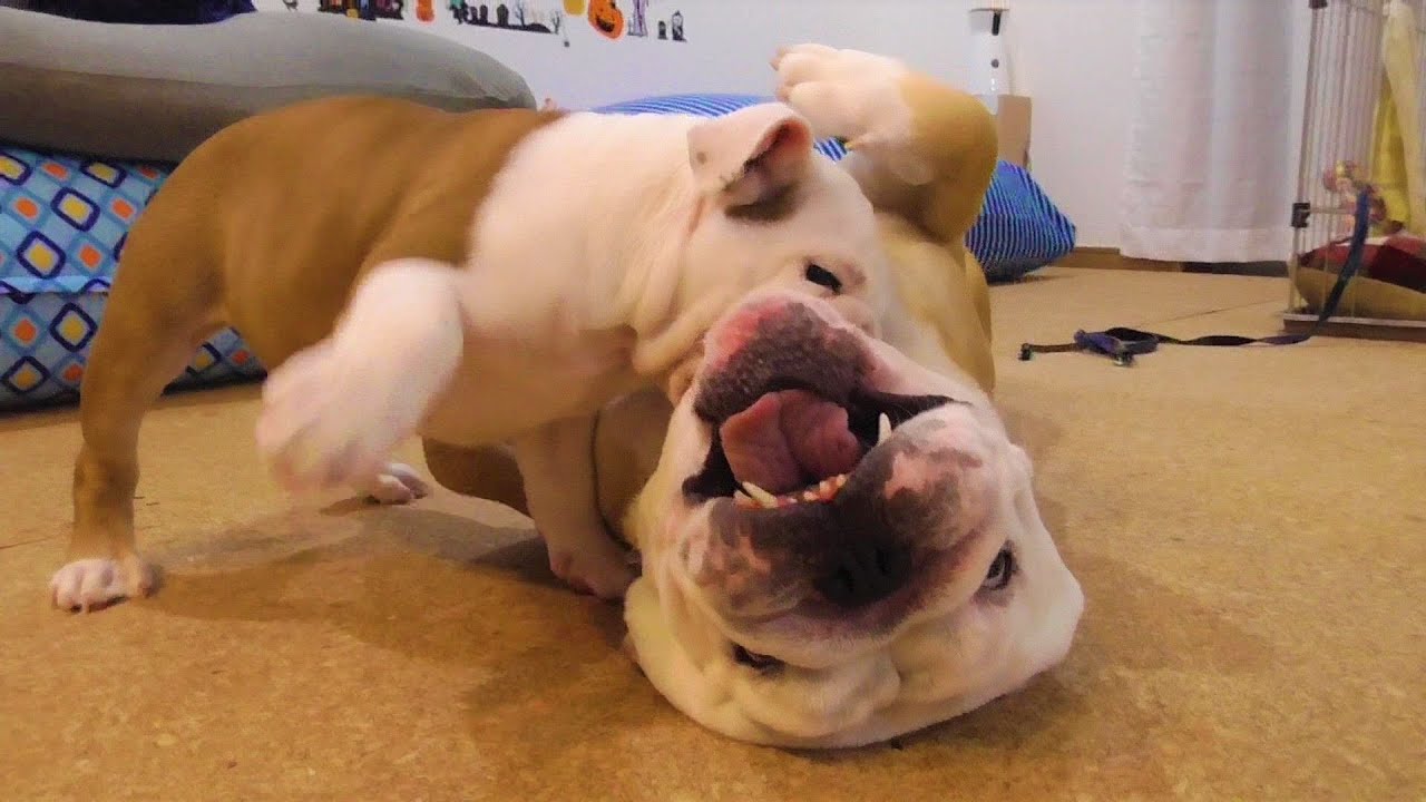 Must see!] Bulldog fighting is brutal! - YouTube