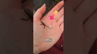 Lizard Uncovers House Secret🦎🏠📹