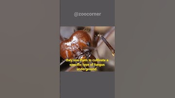 Leafcutter Ant | How Leafcutter Ants Work | The Farmer Ant