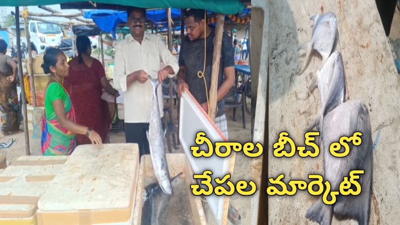 చీరాల బీచ్ లో చేపల మార్కెట్ | chirala beach fish market | fish market