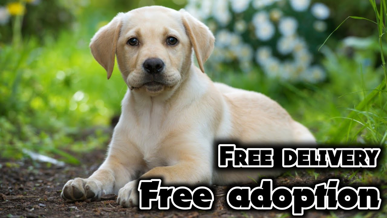 Lab puppy for free adoption || free adoption - YouTube