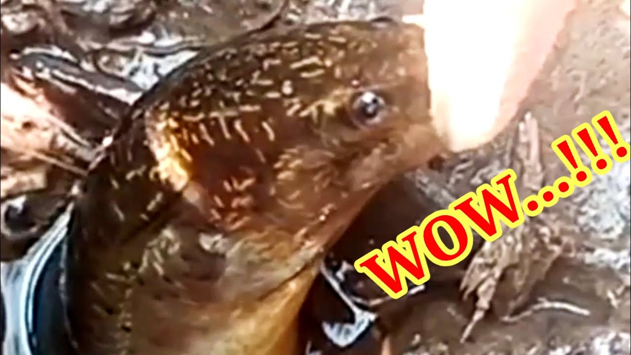 Sambaran Belut Ganas / ferocious eel strike