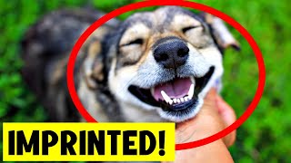 7 SIGNS YOUR DOG LOVES YOU MORE THAN YOU THINK! 🧡