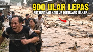 Download lagu Floods in China, Farm Destroyed! 900 Deadly Snakes Wash Away and Enter Residents' Homes