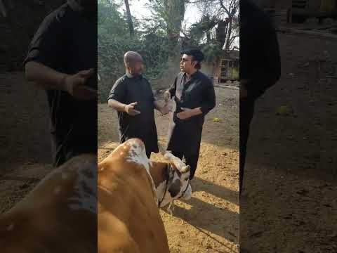 Cow
