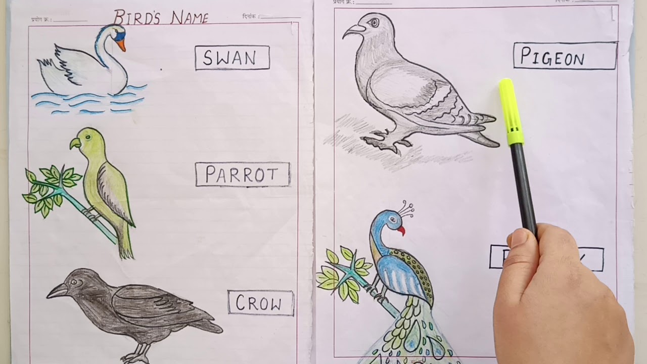 Birds Name In English with sketch pictures - YouTube