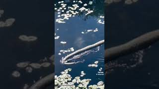 alligator eats snake python florida everglades