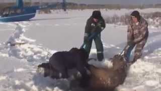 The Incredible Rescue of Elk - You simply MUST SEE it !!