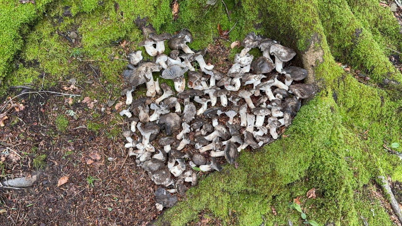 2️⃣4️⃣ 2025-04-16 FUNGHI PORCINI CHE PASSIONE 🍄 #24