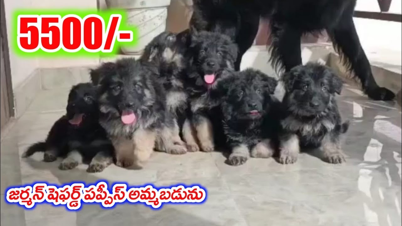 top quality German Shepherd Puppies for sale in telugu/ sold out /aj pets