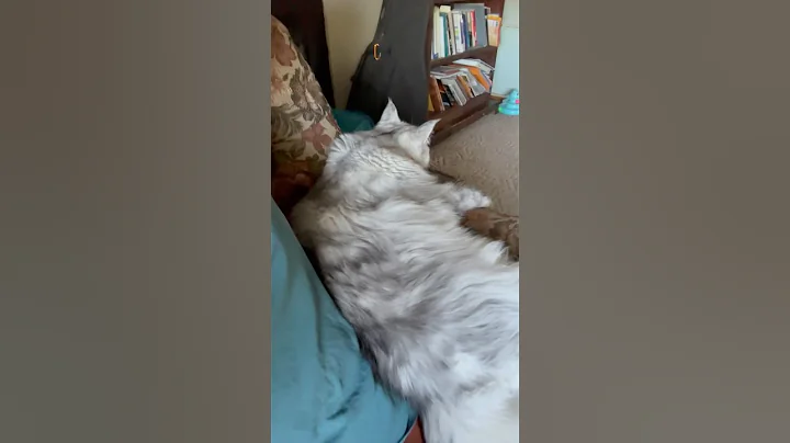 Video 10920781: mainecoon catlover